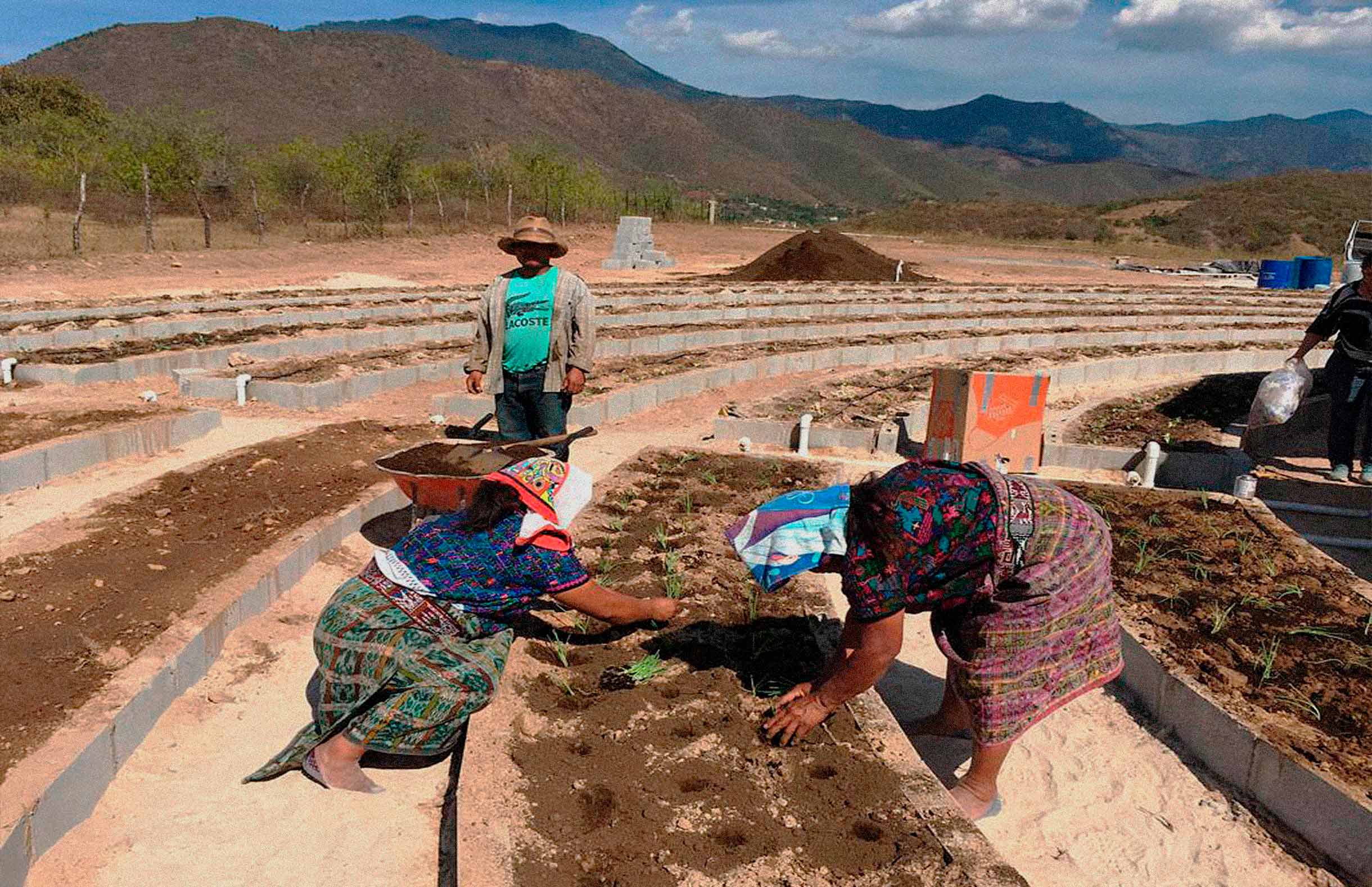 Mandala · Planting